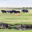 TZA ARU Ngorongoro 2016DEC26 Crater 041 : 2016, 2016 - African Adventures, Africa, Arusha, Crater, Date, December, Eastern, Mandusi Hippo Pool, Month, Ngorongoro, Places, Tanzania, Trips, Year